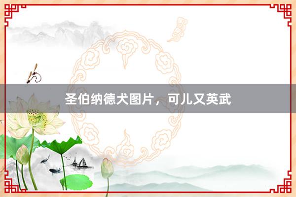 圣伯纳德犬图片，可儿又英武